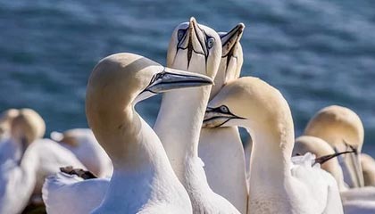 betvictor伟德公司——打造全球顶级线上娱乐体验