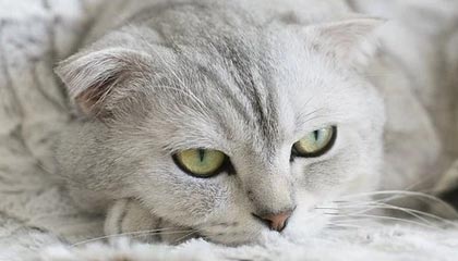 半岛体育APP：让运动成为日常的全新体验